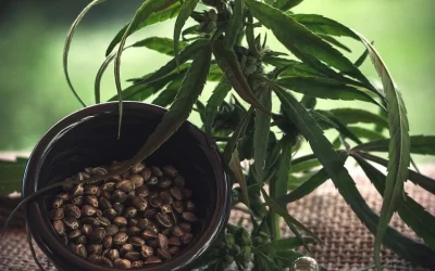 Fully Managed SEO Link Building Expands CBD Business